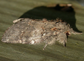 Angulose Prominent
